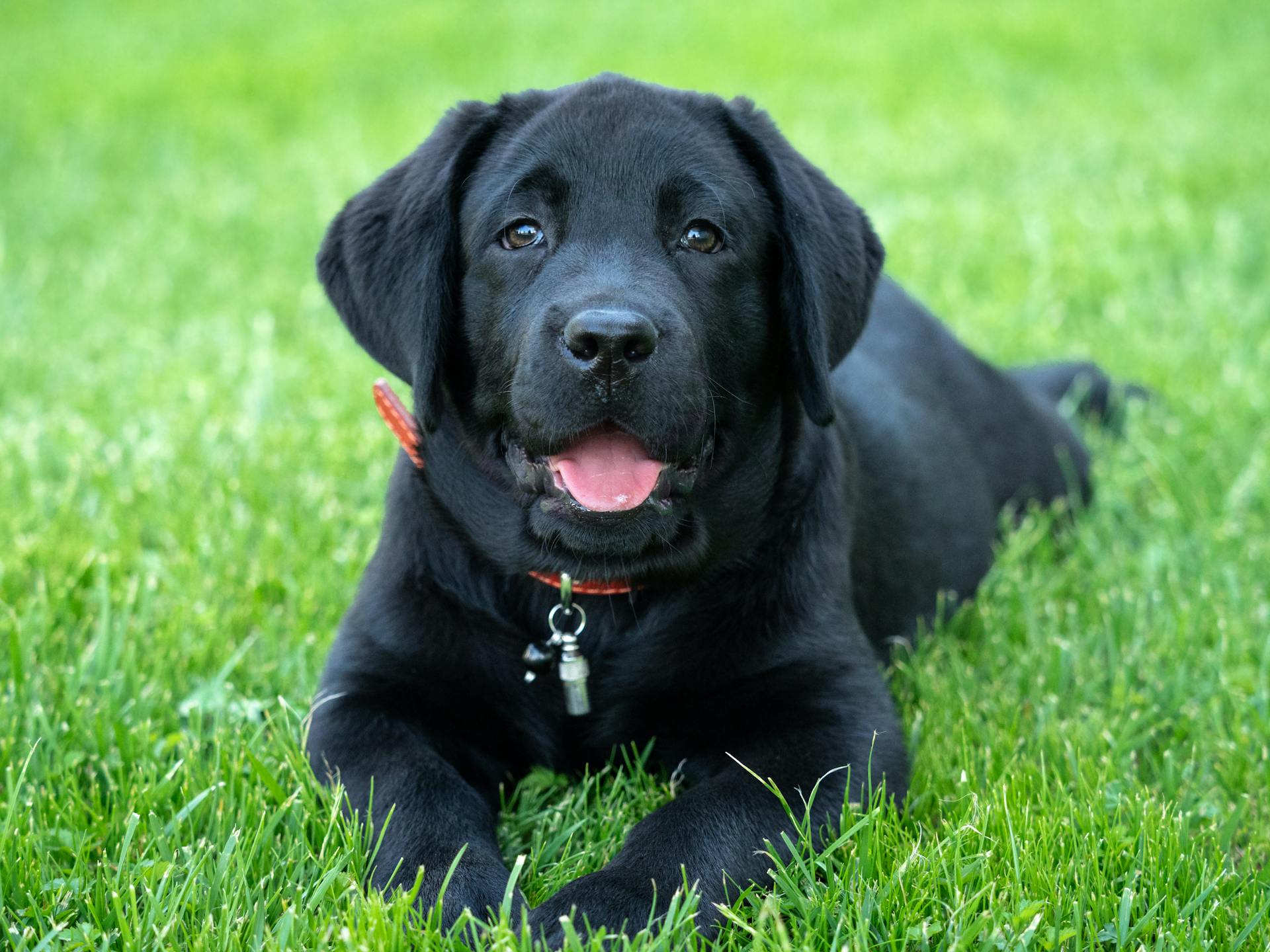 Een close-upfoto van een zwarte labrador retriever die op het gras ligt