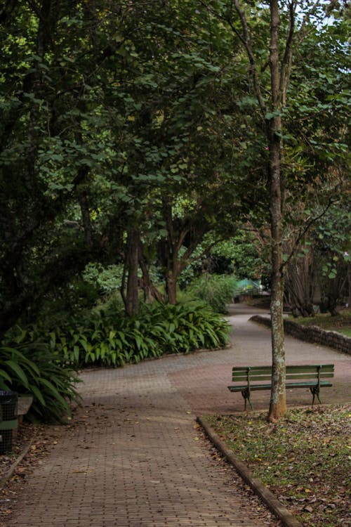 A Paved Walkway with a Park Bench Beside a Tree