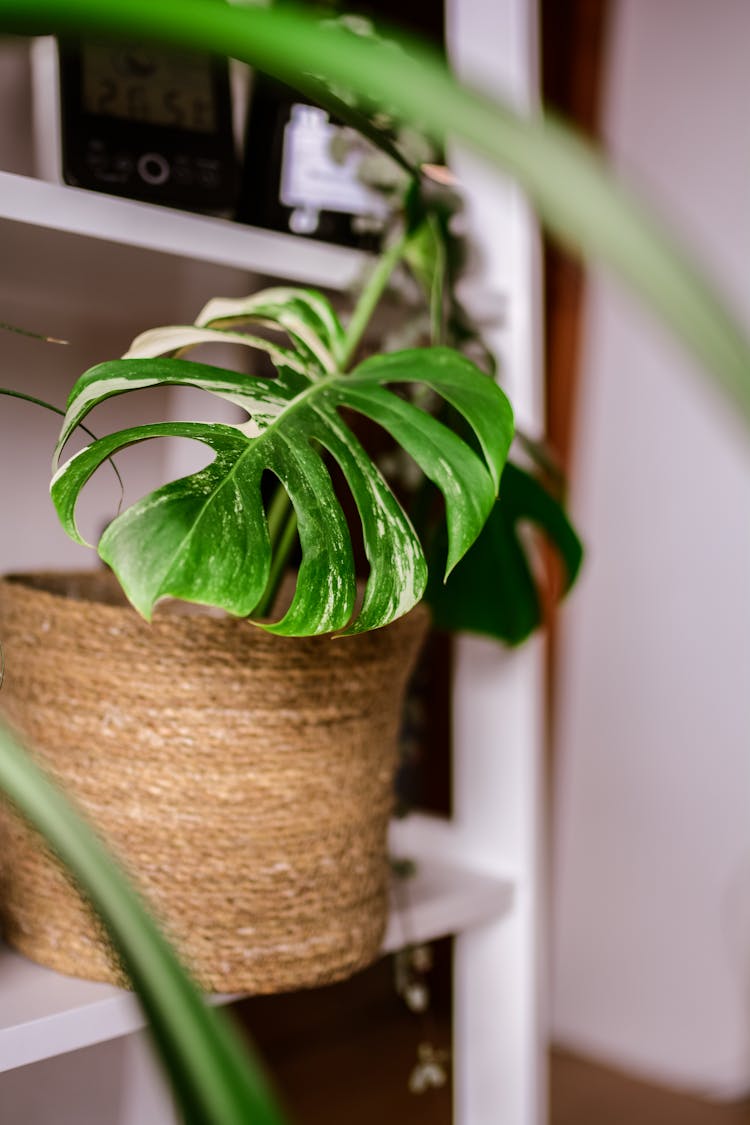 A Variegated Monstera In A Basket