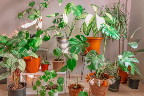 免费 土, 室內, 植物 的 免费素材图片 素材图片