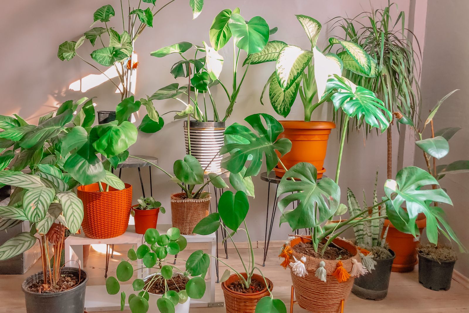 Plantas aumentam a umidade do ar de casa? O que a ciência mede