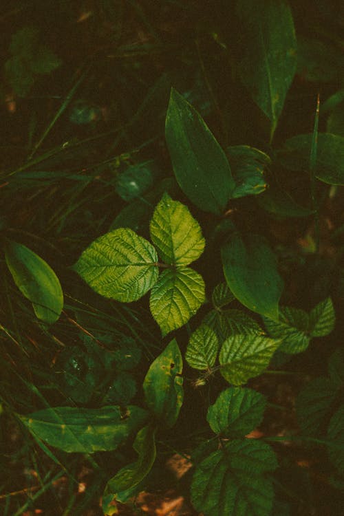 Free Green Plants on the Ground Stock Photo