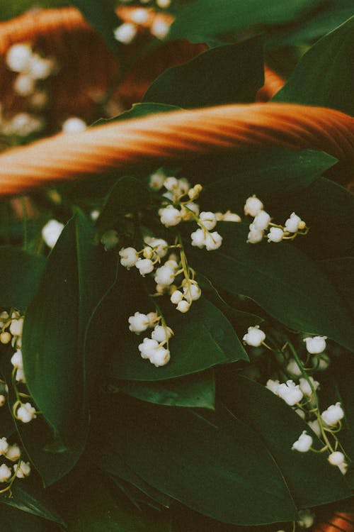 A White Flowers With Green Leaves