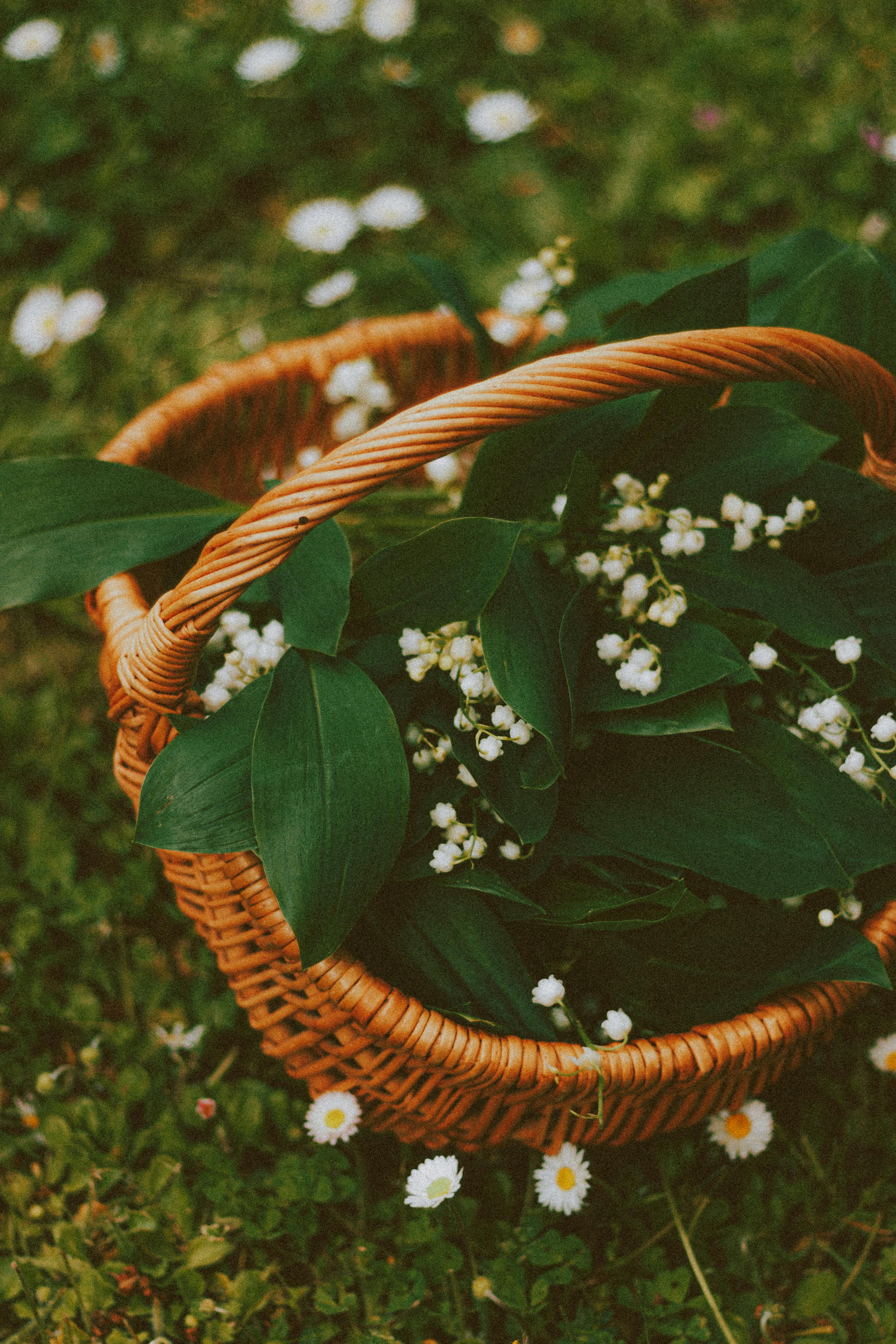 Small Flower in a Woven Basket · Free Stock Photo