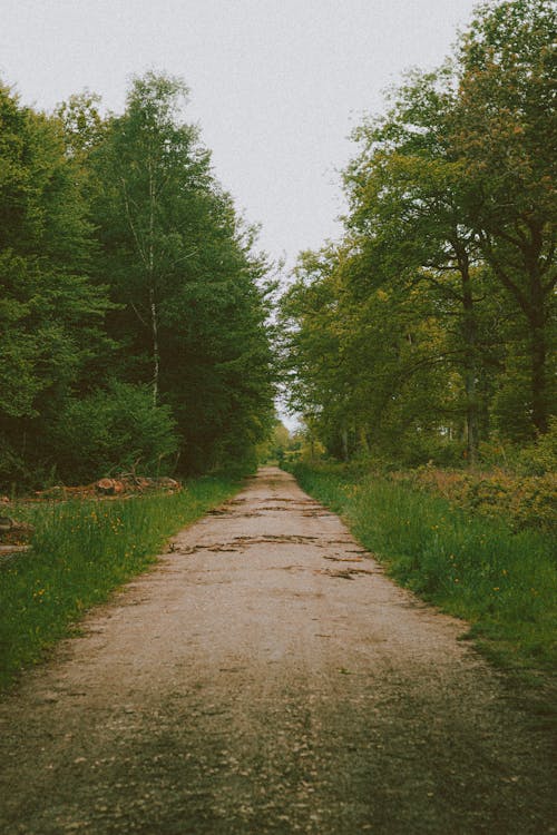 Foto d'estoc gratuïta de arbres verds, Camí, camí de carro