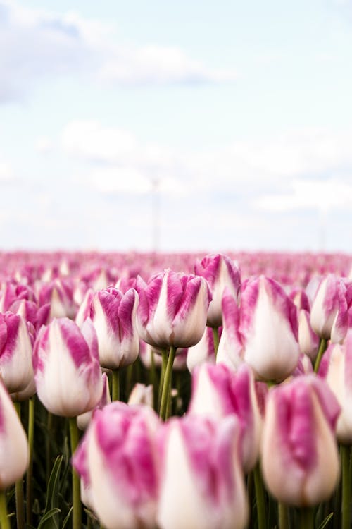 Gratis lagerfoto af bane, blomster, blomstrende