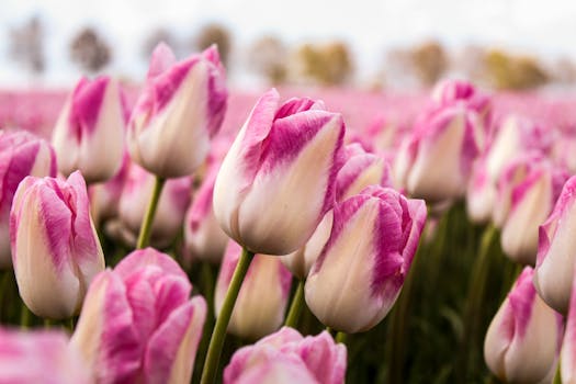 Close-up of vibrant pink tulips blooming in a field, showcasing the beauty of spring in Zeewolde, Netherlands.