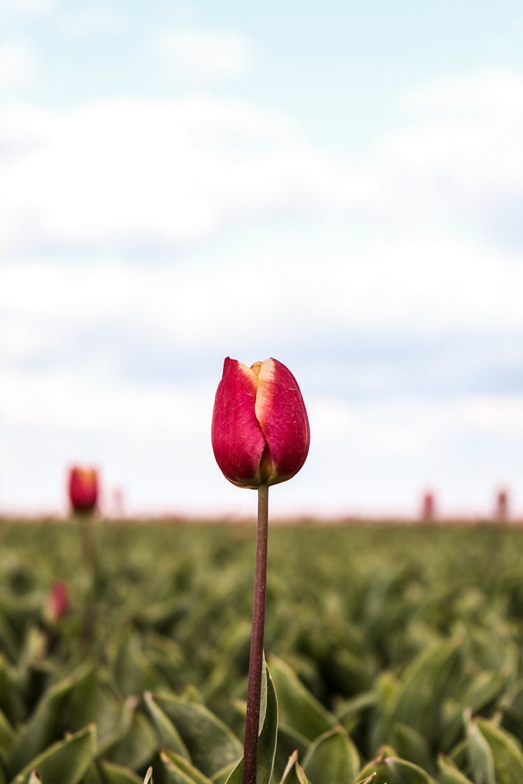 A Red And Yellow Tulip Bulb In The Field