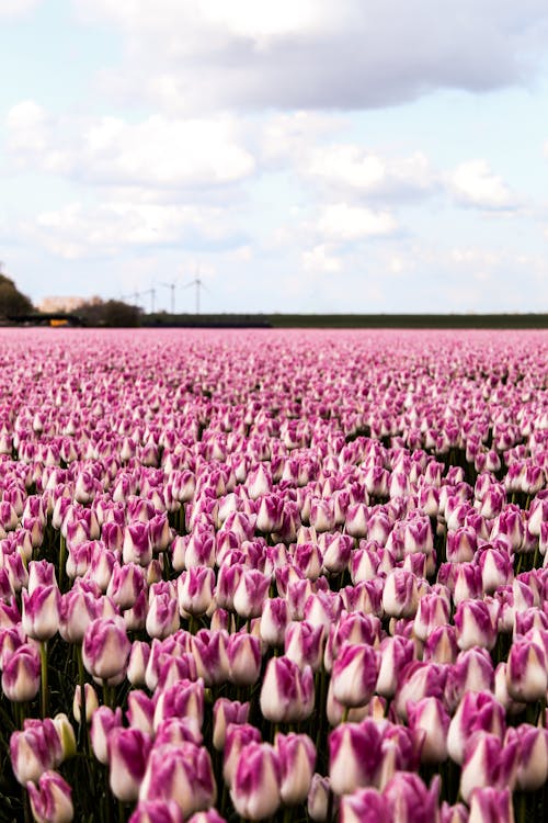 A Garden of Purple and White Tulip Flowers in Bloom