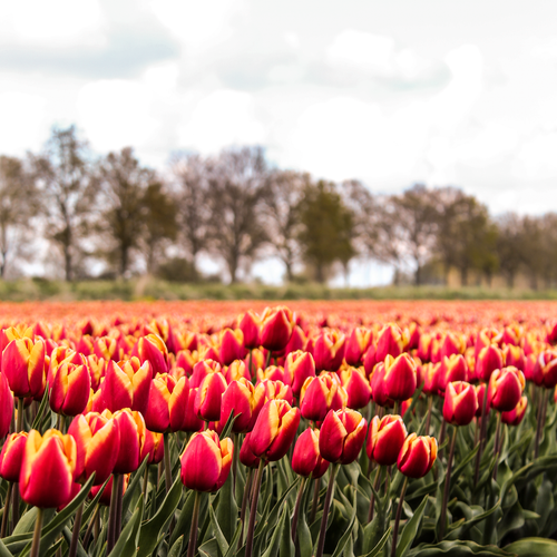Free A colorful field of blooming red and yellow tulips under a cloudy sky in the Netherlands. Stock Photo