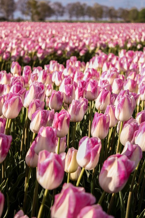 Free A Field of Tulips in Bloom  Stock Photo