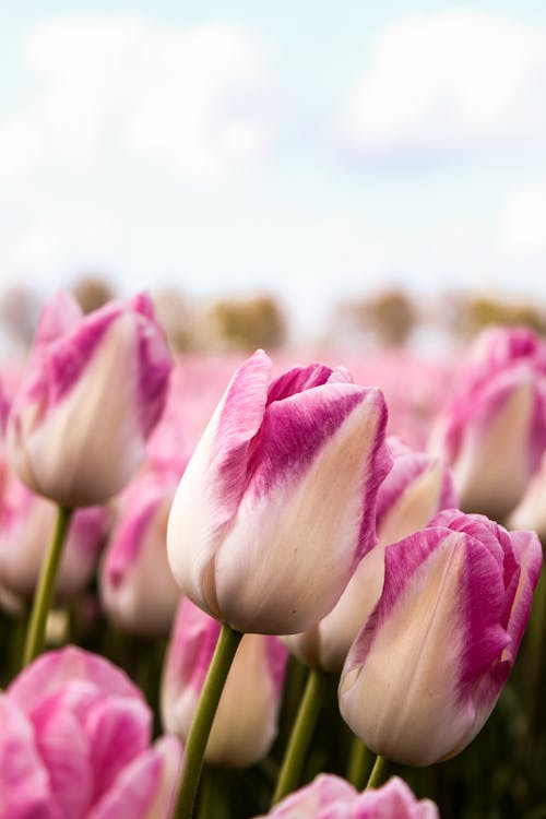 Purple and White Tulip Flowers in Bloom
