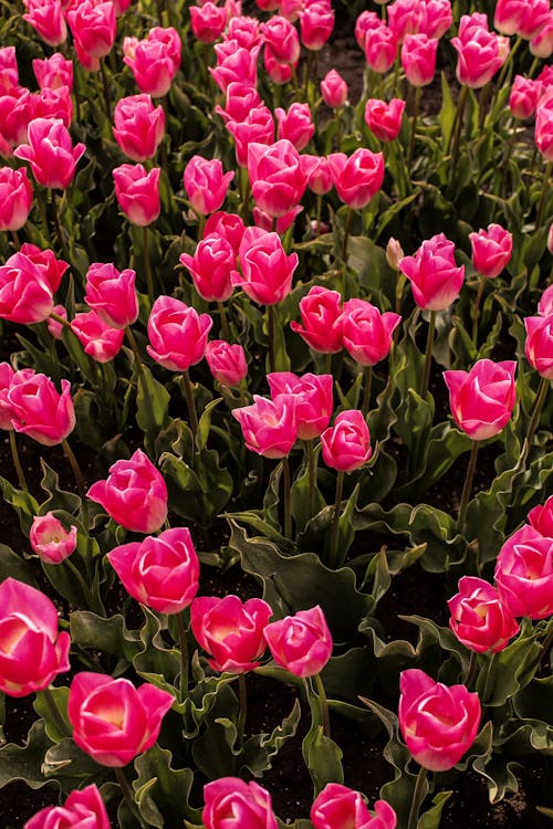 Základová fotografie zdarma na téma detail, flóra, fotka z vysokého úhlu