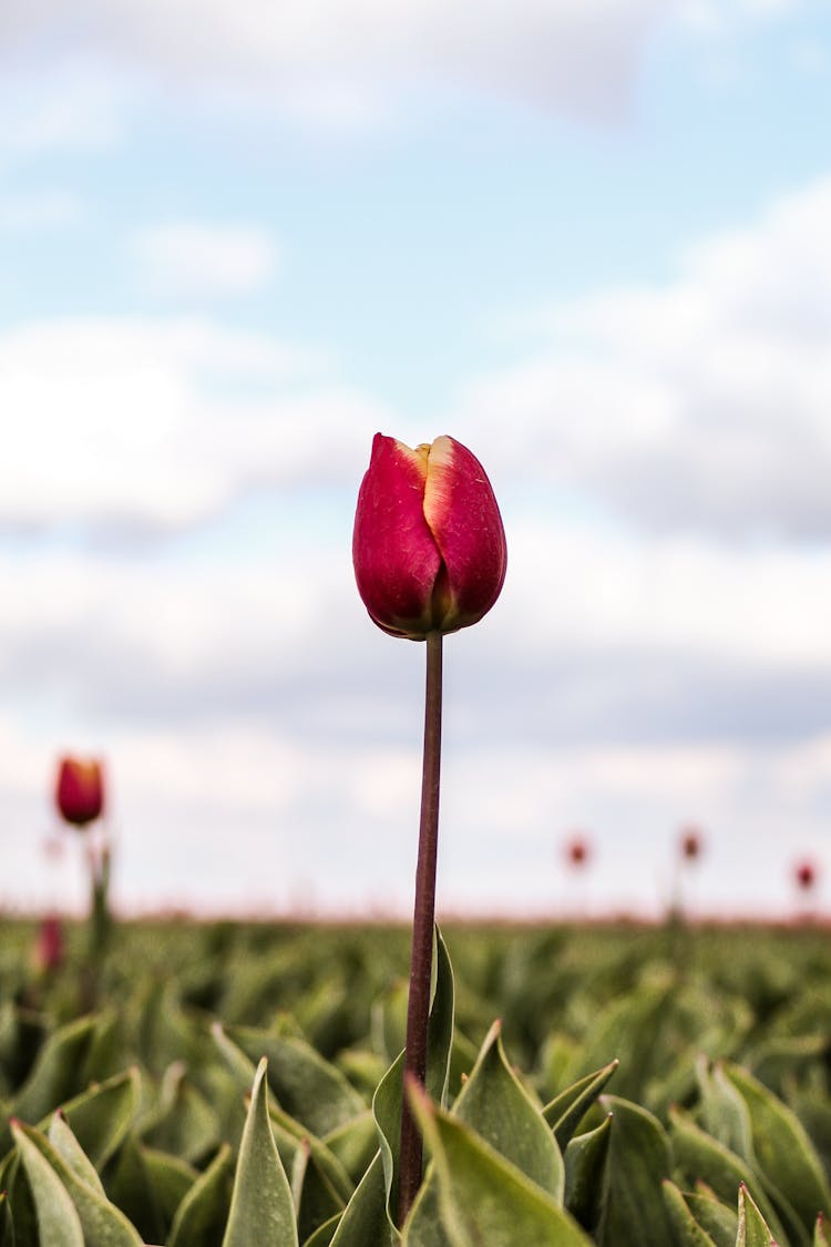 A Red Tulip Bulb Growing In The Field