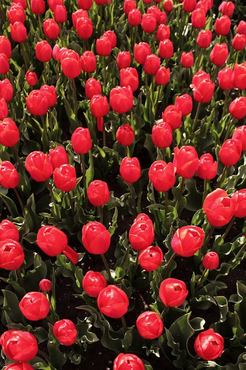 Fotobanka s bezplatnými fotkami na tému červené tulipány, exteriéry, hracie pole