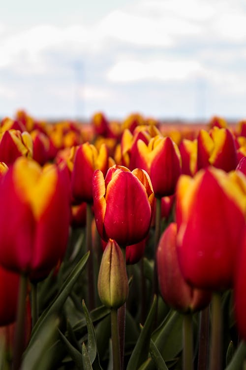 A Garden of Red and Yellow Tulips Blooming