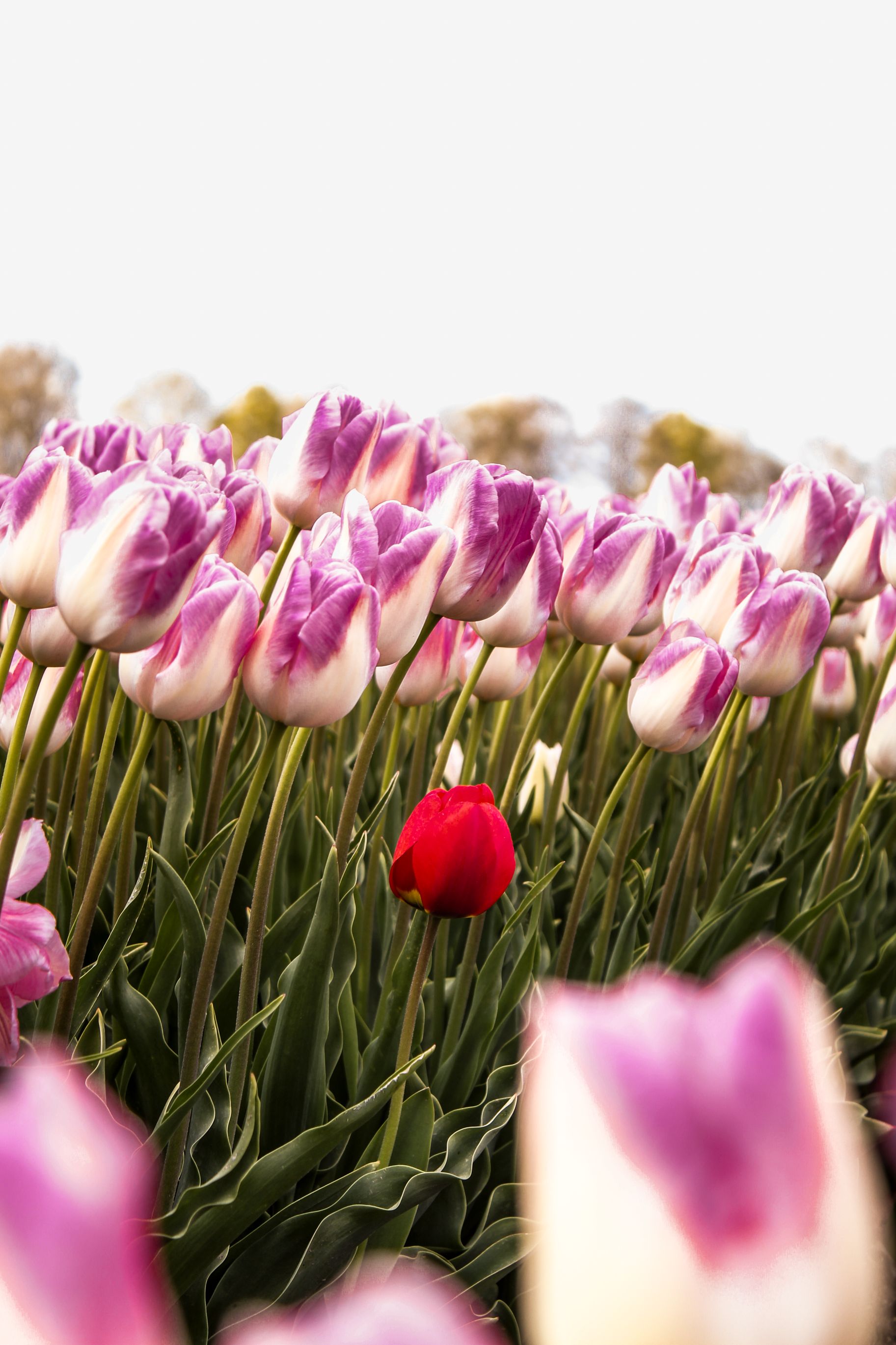 Pink Tulip Flowers With White Background · Free Stock Photo