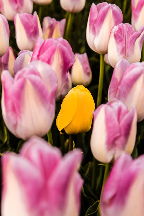 A Yellow Tulip Bulb Surrounded by Purple and White Tulips Flowers 