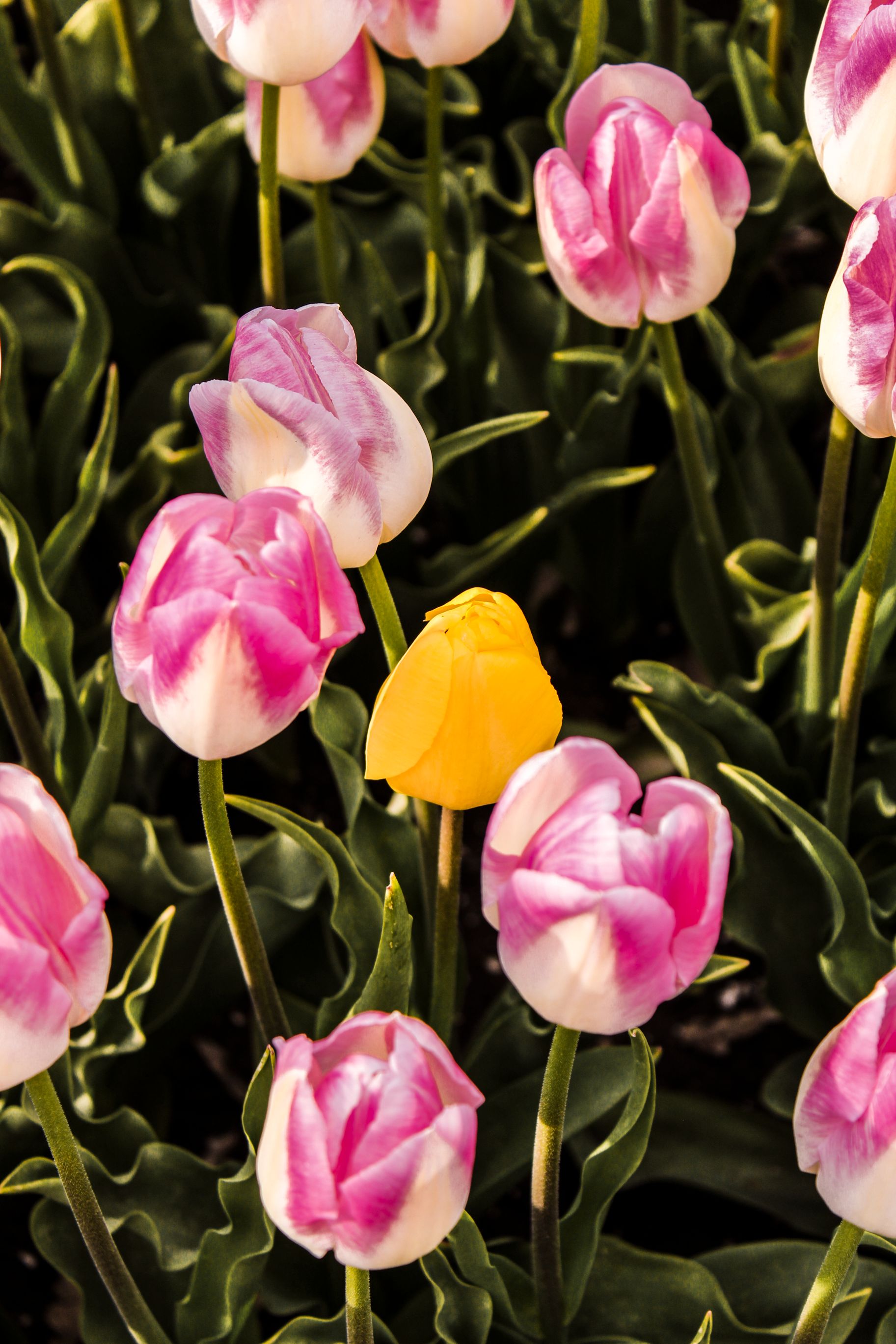 Pink Tulips in Bloom · Free Stock Photo