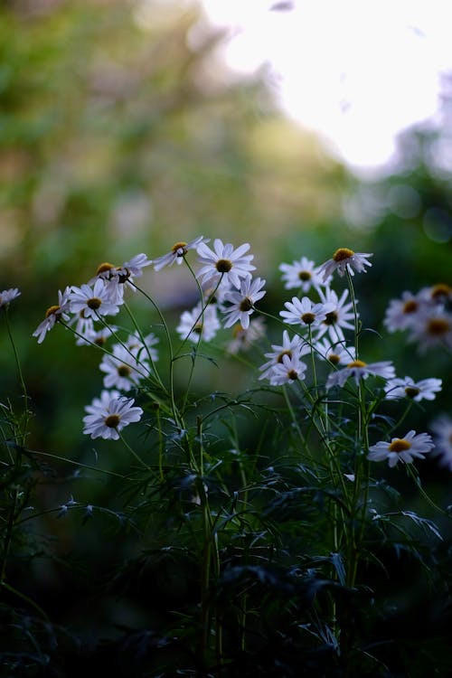 Foto d'estoc gratuïta de Àsters, delicat, flora