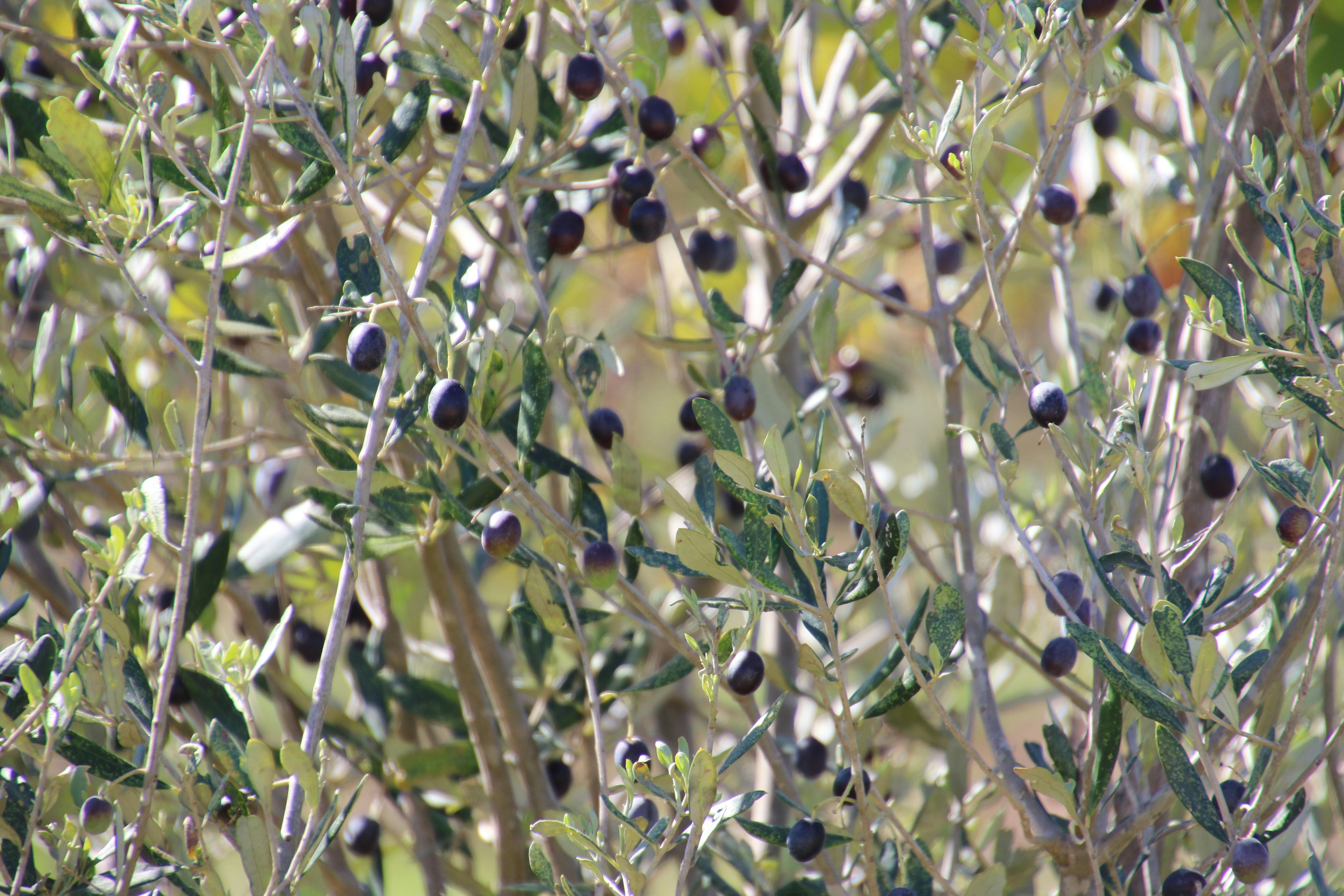 Free stock photo of background, nature, olives