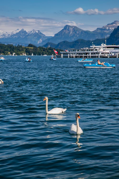 White Swans Swimming on the Lake