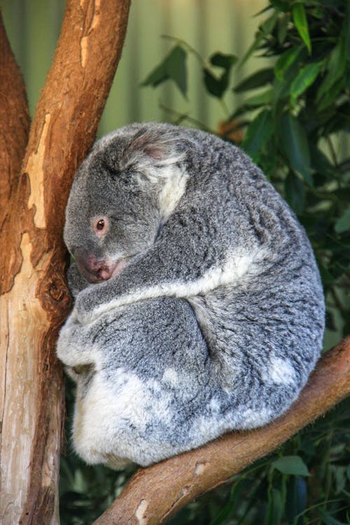 Curled Koala on a Tree Branch 