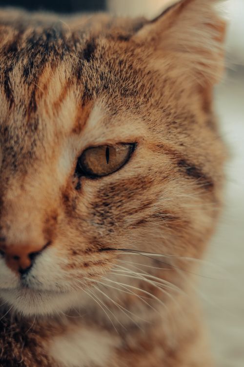 Free A detailed and engaging close-up of a curious cat gazing intently. Stock Photo