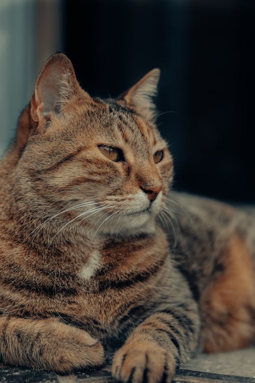 Brown Tabby Cat in Close Up Photography