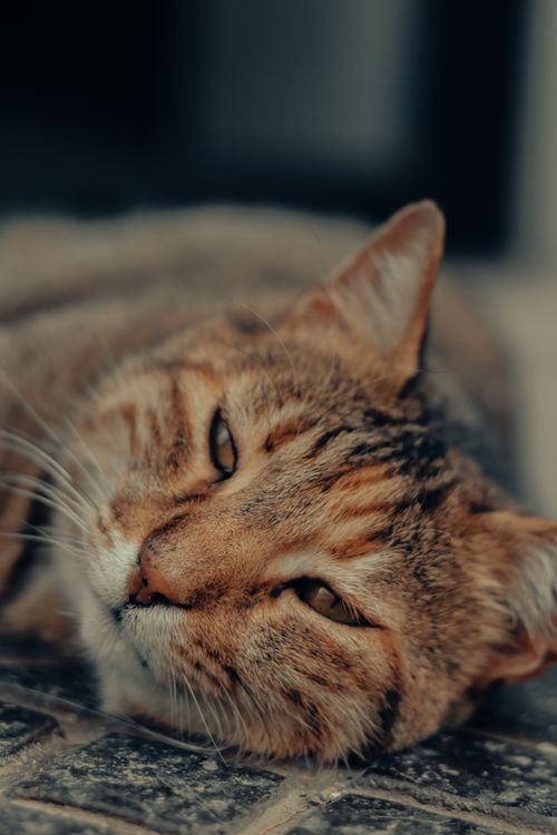 Free A serene close-up of a tabby cat lying down indoors, showcasing its whiskers and fur. Stock Photo