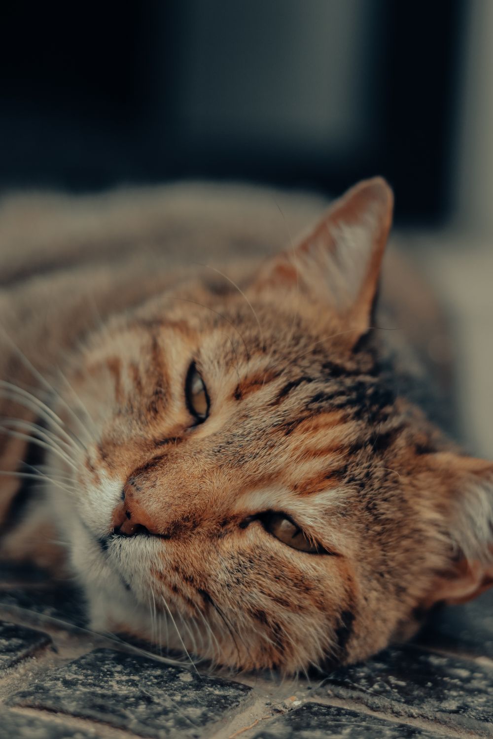 Brown Tabby Cat Lying on Floor · Free Stock Photo