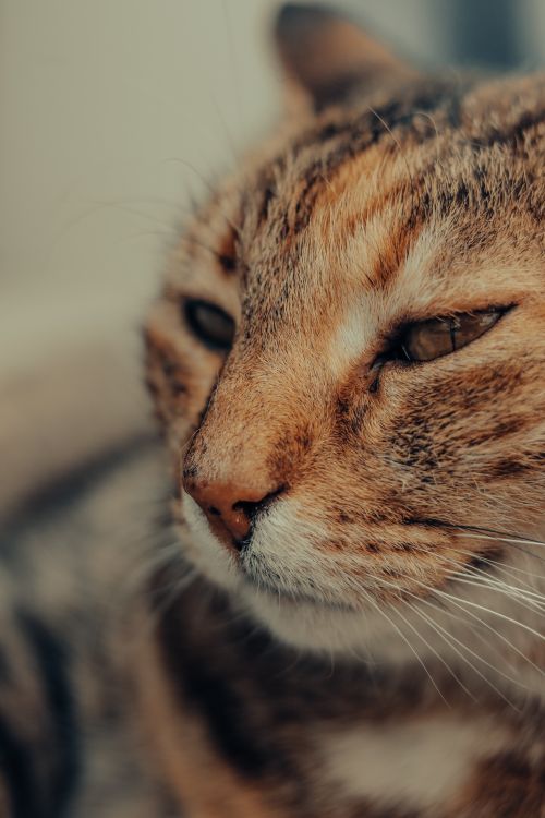 Free A serene close-up of a domestic cat exuding calmness. Stock Photo