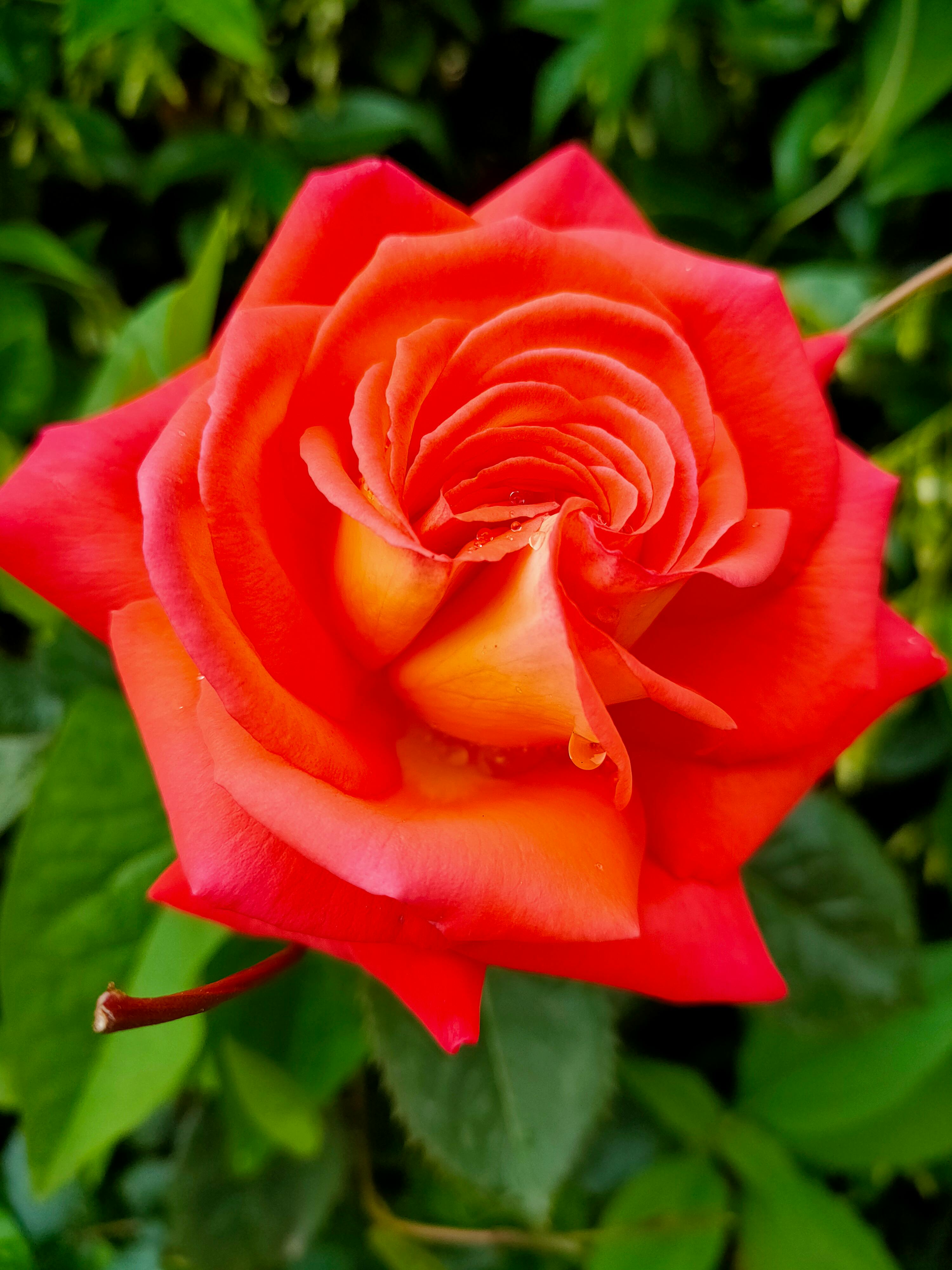 Beautiful Red Rose in Pink Paper Bag · Free Stock Photo