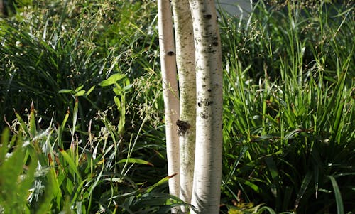 Free stock photo of birch tree, grass, green Stock Photo