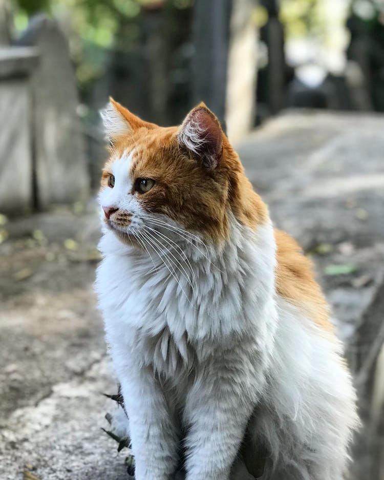 White And Brown Cat Sitting On Concrete Floor