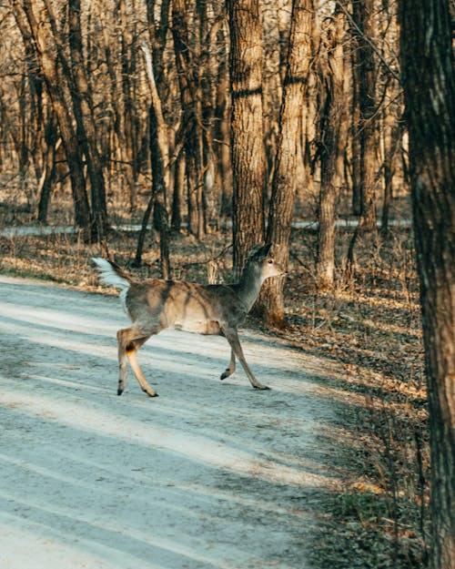 Brown Deer Walking on Pathway