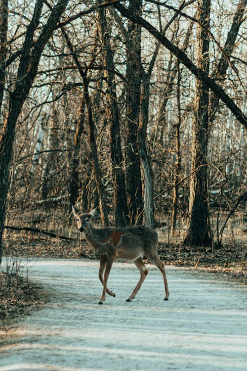 Brown Deer Walking Under Leafless Trees