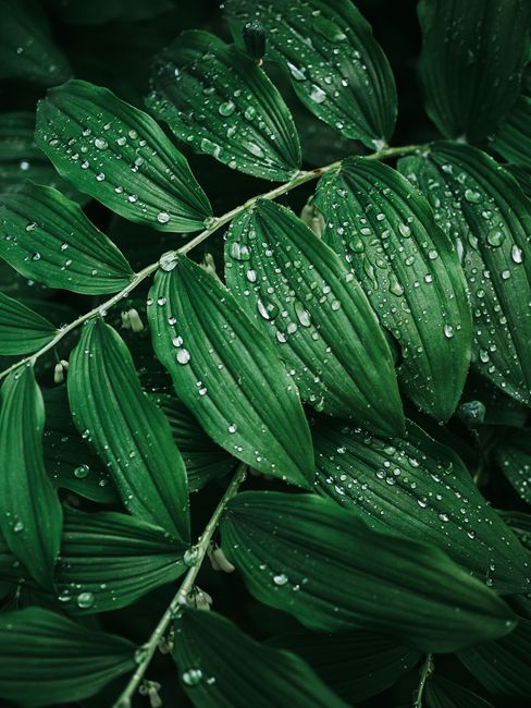Fresh green leaves with dewdrops create a vibrant and natural look perfect for gardening and nature themes.