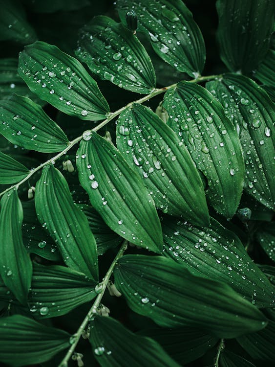 Water Droplets on Green Leaves