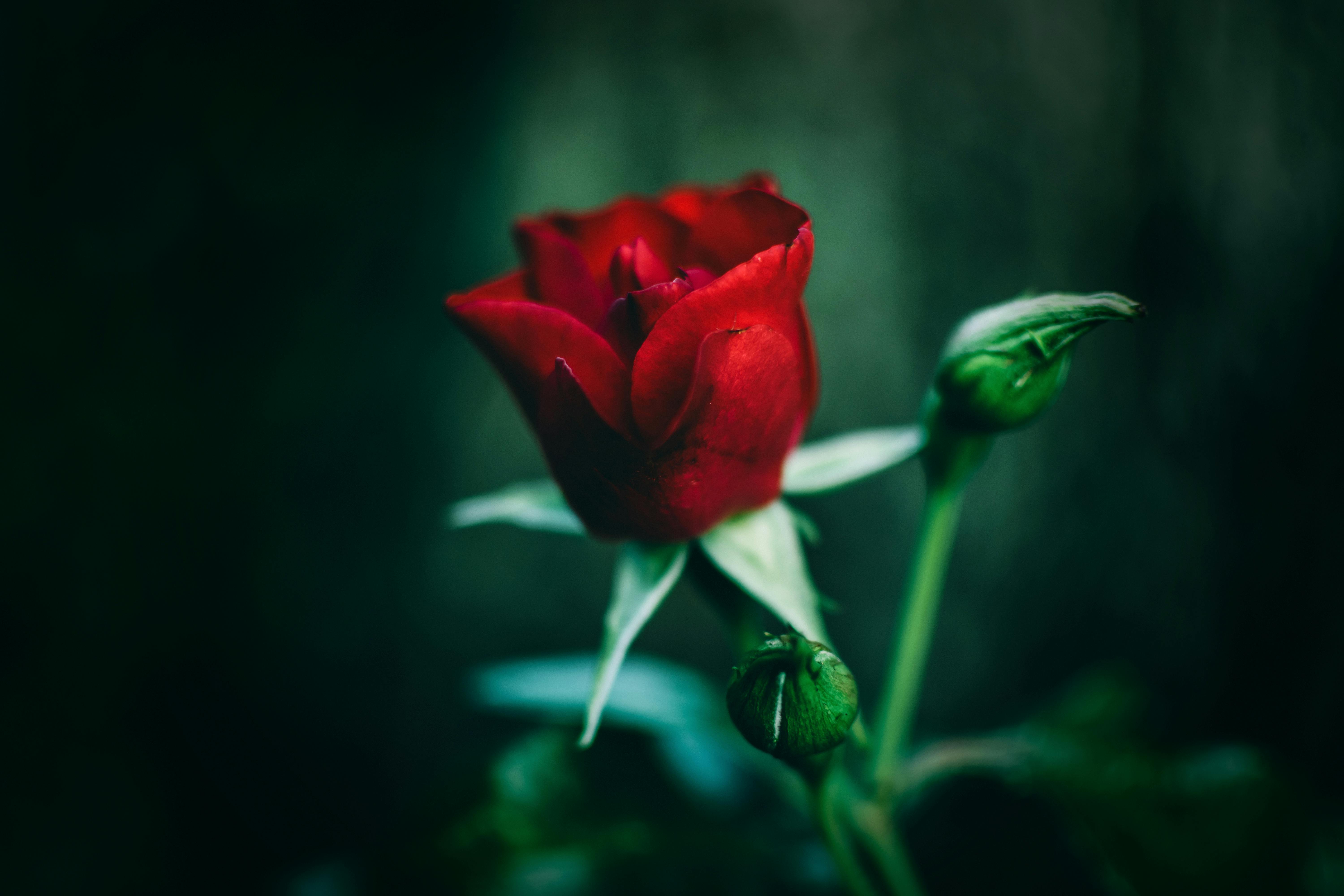 red love photography
