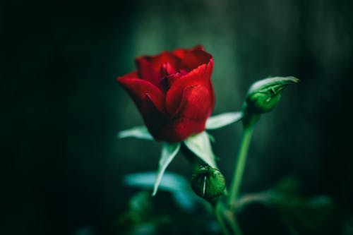 бесплатная Фотография красной розы крупным планом Стоковое фото