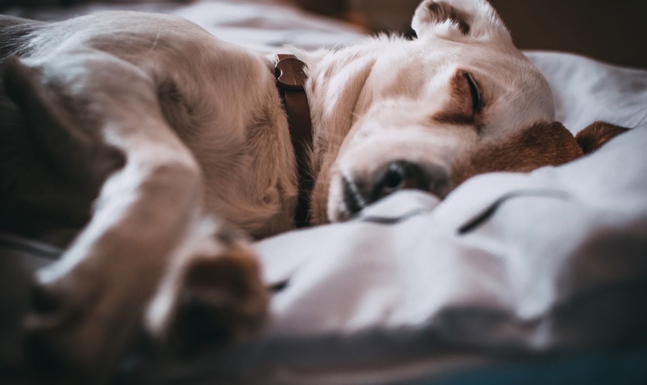 Köpekler ve Kediler Rüya Görür mü? REM Uykusu, Seğirme ve Bilim