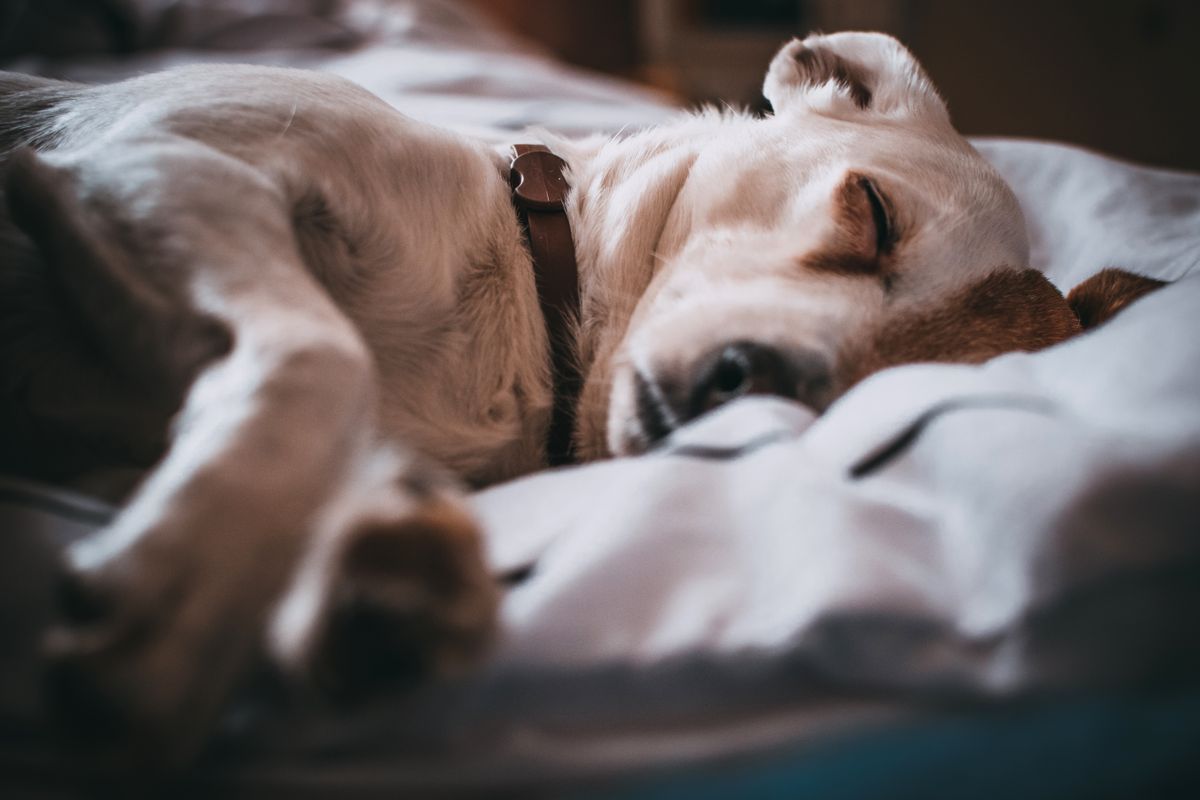 Cachorro dormindo tranquilamente em uma cama