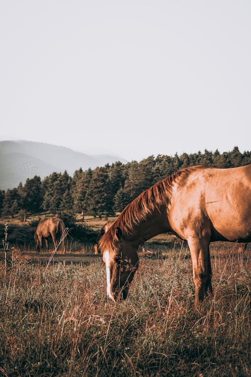 Základová fotografie zdarma na téma divočina, hospodářská zvířata, hřebec