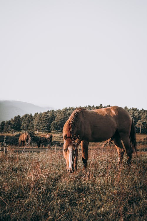 Photo of a Brown Horse Eating Grass