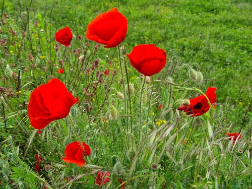 Free stock photo of beautiful flowers, poppy flowers, red flowers