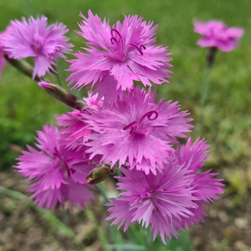 Free stock photo of beautiful flower, pink flowers