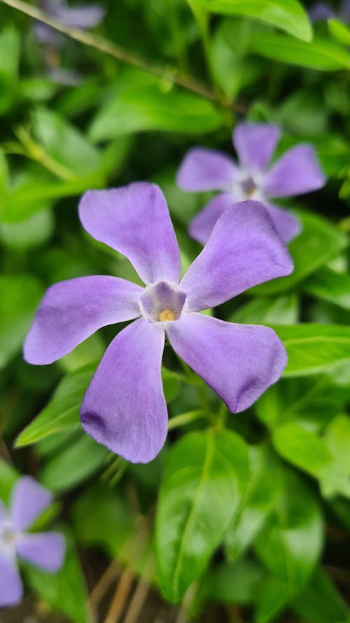 Fotos de stock gratuitas de flores violetas