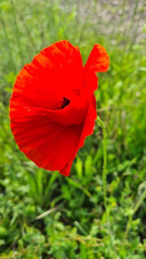 Free stock photo of poppy flower, red flower