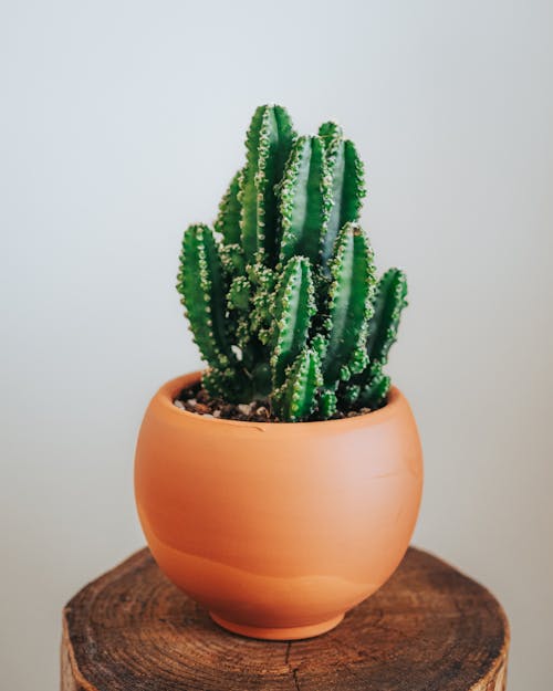 Green Cactus Plant on a Brown Clay Pot